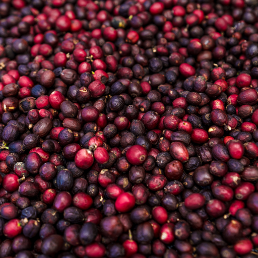 Organic coffee blends and organic single-origin coffees from the Caribbean Coffee Company in Santa Barbara, California.